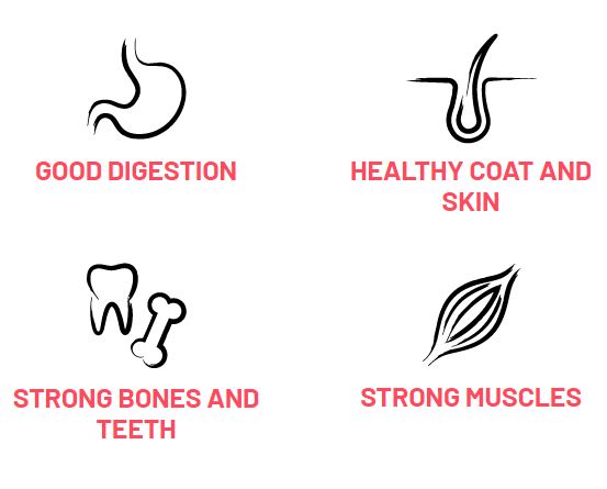 Bonmascota Cat - კნუტის და კატის 2 თვიდან 10კგ - Image 3