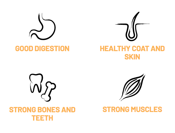 Bonmascota Energy - ინტენსიურად აქტიური და ასევე ორსული და მეძუძური ძაღლებისთვის. 20კგ - Image 5