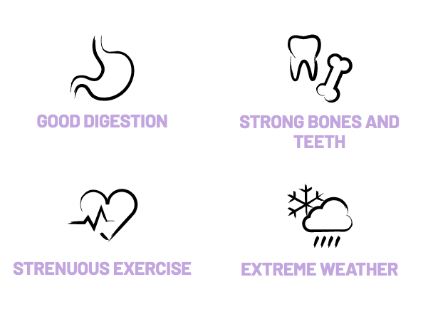 Bonmascota Extrem -  დიდ დატვირთვაზე მყოფი ძაღლებისთვის, მაგალითად ნადირობის დროს.  20კგ - Image 5