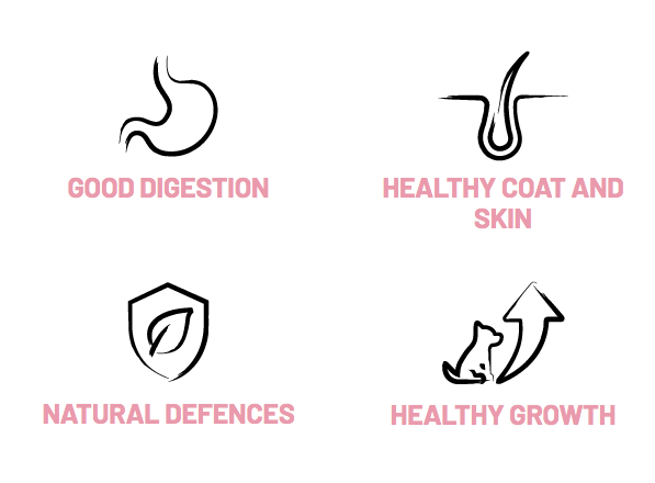 Bonmascota Junior - სრული და დაბალანსებული საკვები ლეკვებისთვის 20კგ - Image 4